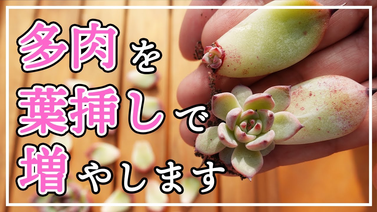 【多肉植物】多肉の葉挿しの仕方😆