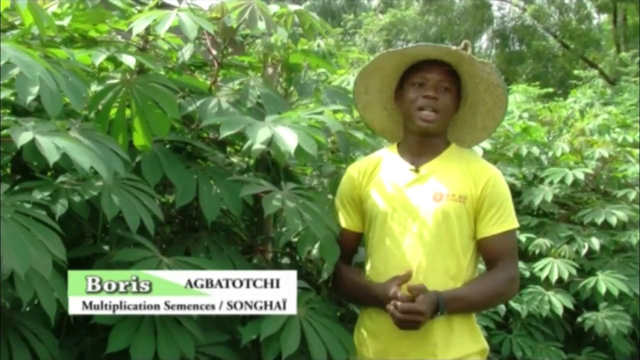 La technique du Miniset appliquée au manioc