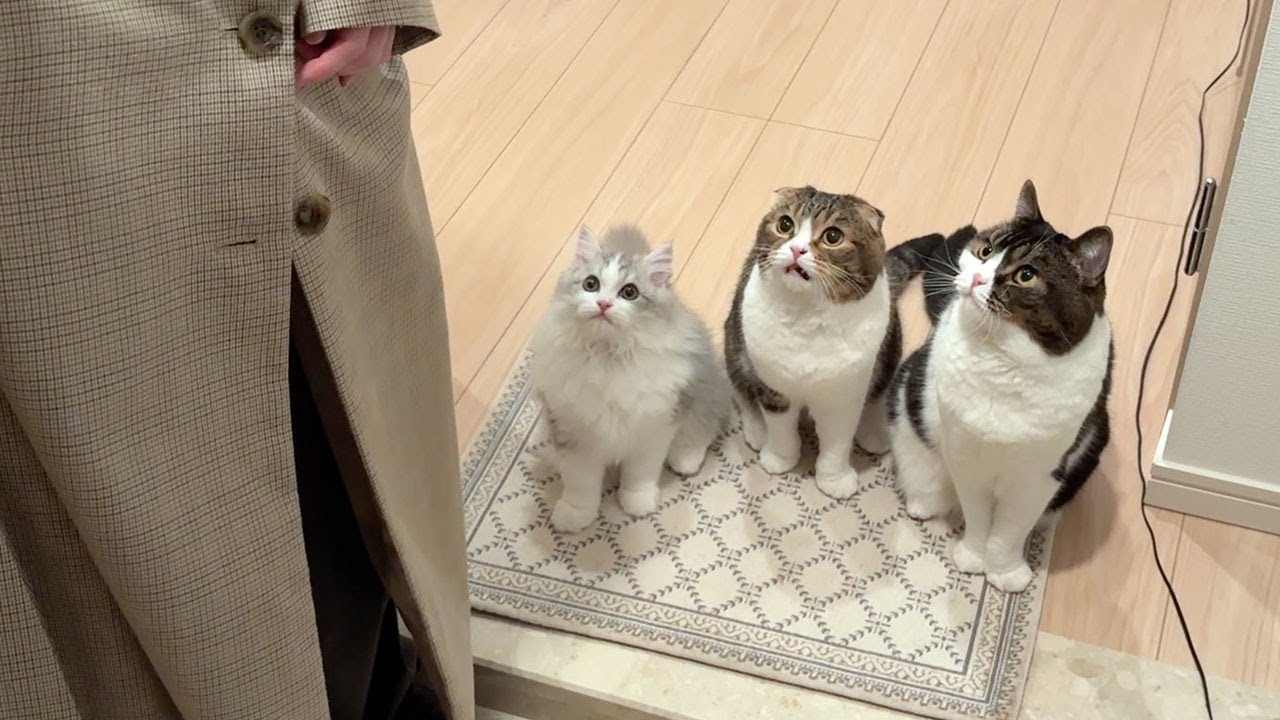 外出しようとするママと一緒に出かけたい猫が玄関に集まってこうなった…w