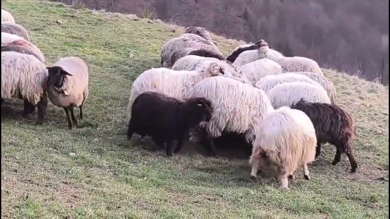 Rânduială pastorală....