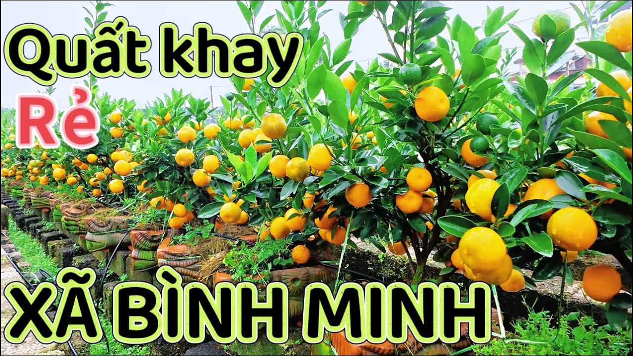 Quất Cảnh Tết 2016. Đẹp Ngỡ Ngàng Bình Minh Khoái Châu Hưng yên 
