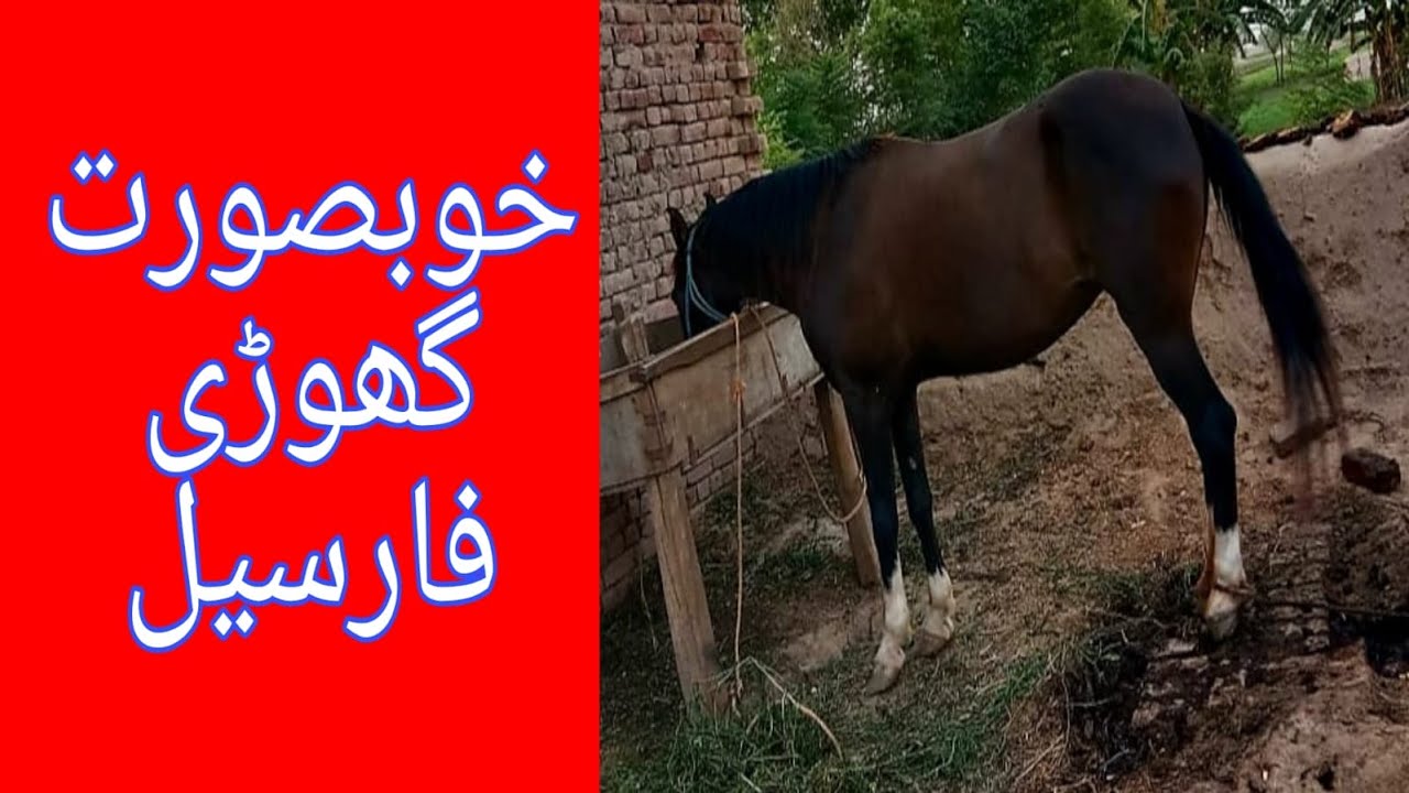 Beautiful Ghori For Sale | Panjkalyan | Pure Desi Breed | Horse for sale in Pakistan 2022 |