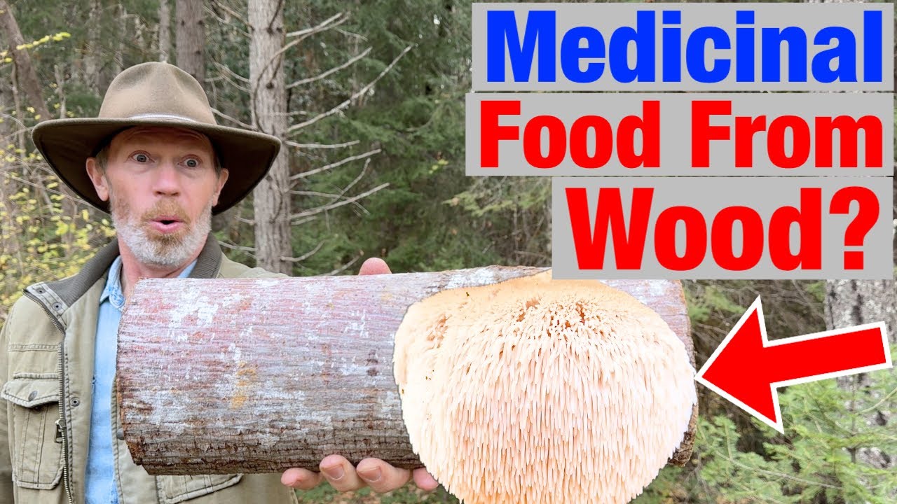 Lion's Mane Turn Wood Into Delicious Nutritious Food (Here's How)