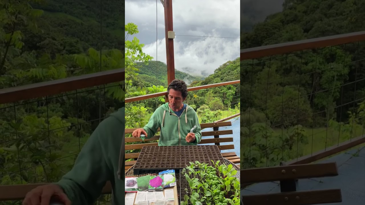 Syntropic veggie garden: How to produce awesome seedlings!!!