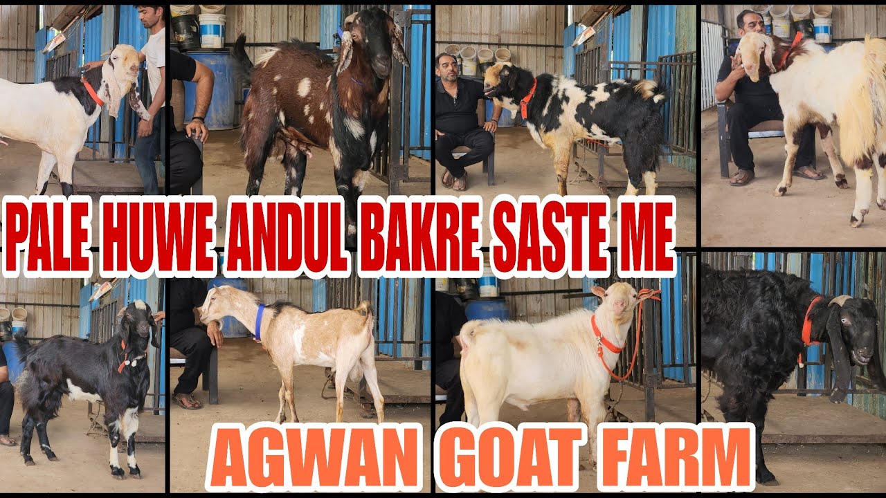 Agaya Agwan Goat Farm Ka Pala Huwa Andul Collection Bhiwandi Padgha