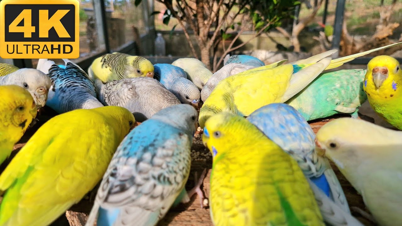 budgerigar bird sounds : Your bird will love this video, I guarantee it. #budgiesounds #parrot 