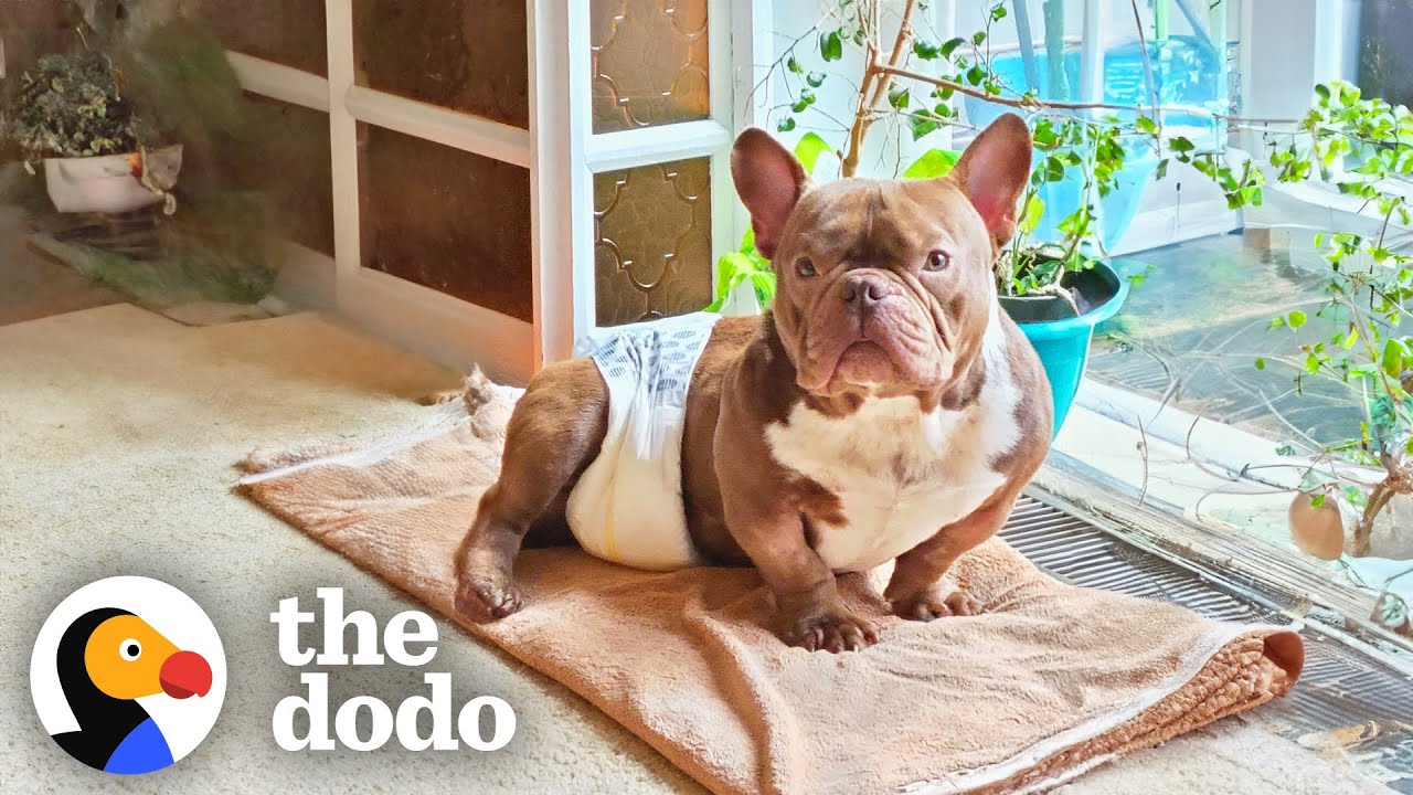 Fostering This $30,000 Rescue Dog Comes With Unexpected Diaper Duty | The Dodo