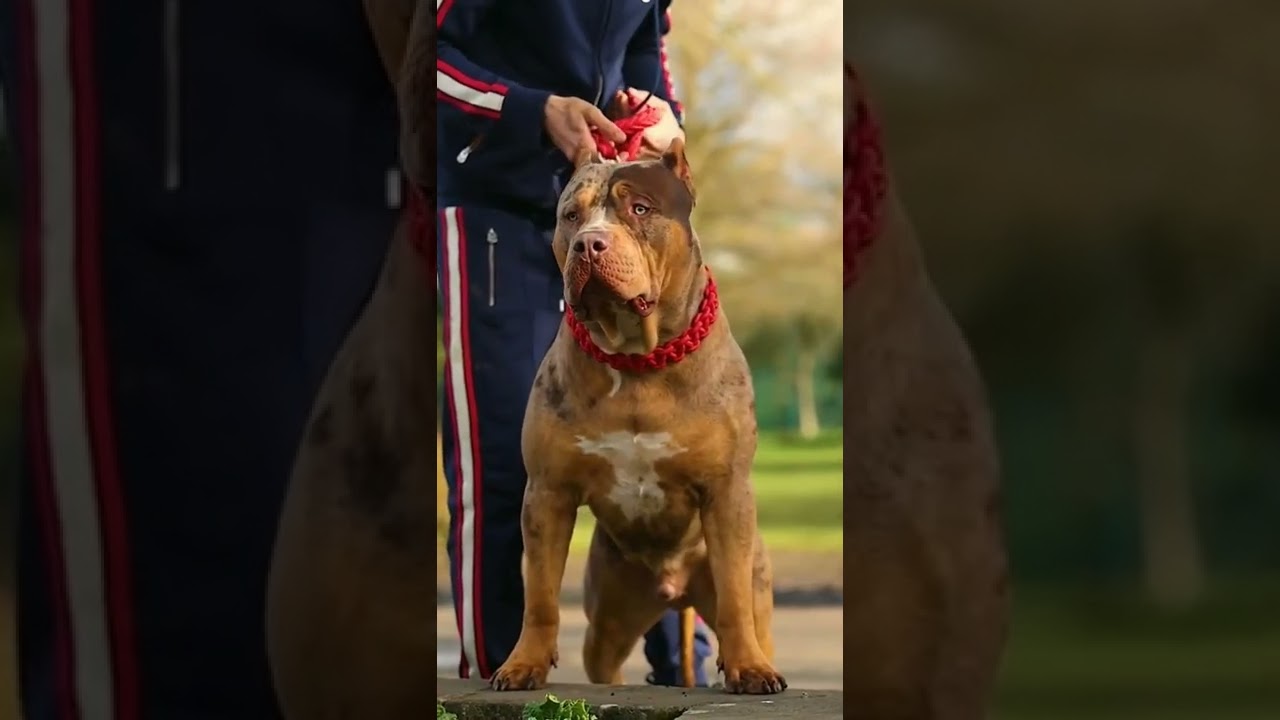 #pitbull #pitbulllover #pitbullpower #pitbullfight #brownpitbull #pitbullshortvideo #dangerous