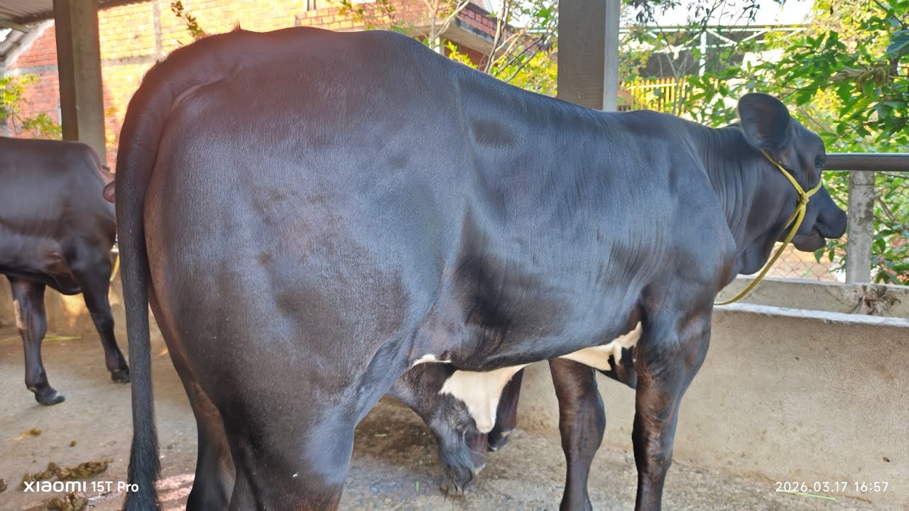 Lô Bò Ngày 17/3 tại Trại Bò Út Thắng #cow #bullfarm #bo3b #bobbb 