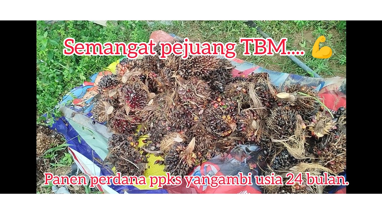Ppks yangambi usia 24 bulan. 