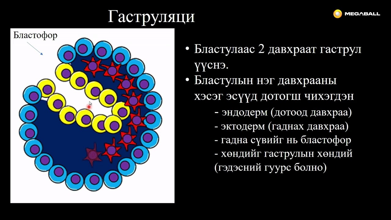 Биологи №19 Хөврөлийн хөгжил