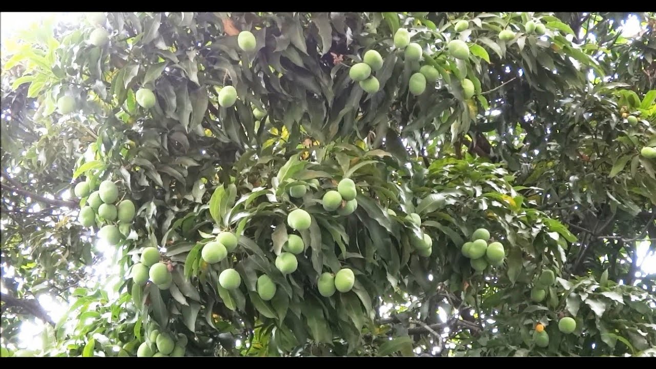 Caracas - The "Mango City" of South America