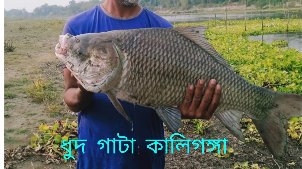 কালিগঙ্গা নদীতে ধুদ গাটা #amazingfishing