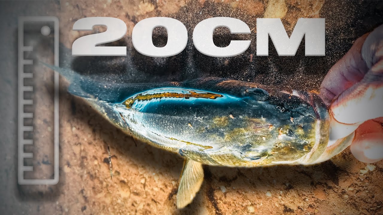 PEPINO en 20cm de AGUA con Vinilo SIN PLOMAR | Lured Vlog 272