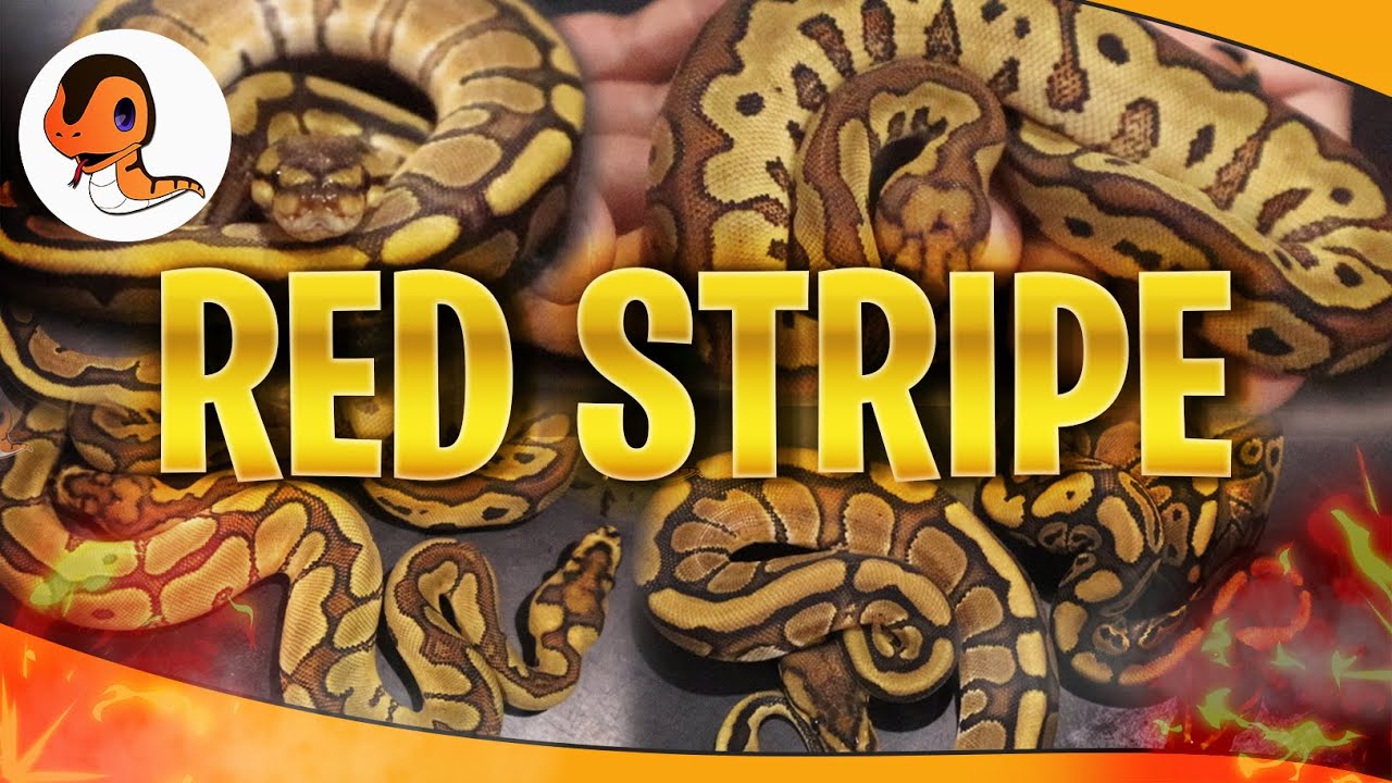 Gen Merah di Ball Python, Si Red Stripe!