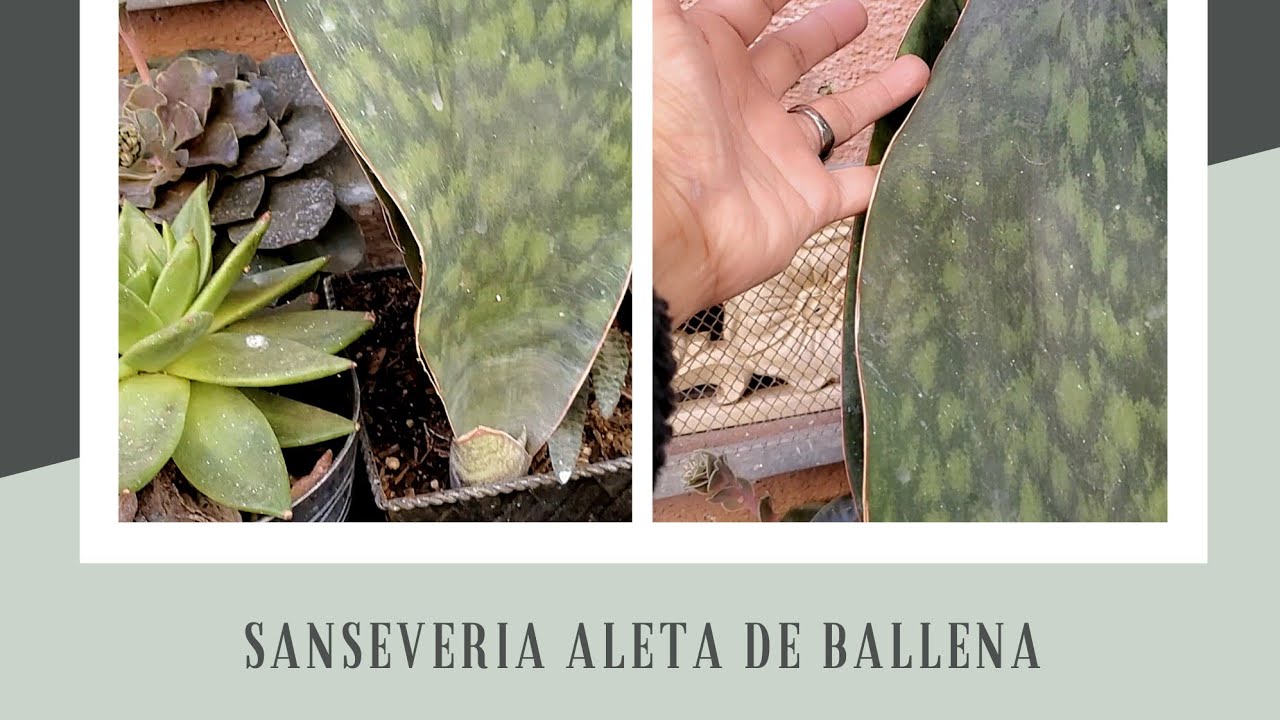 Sanseveria Aleta de Ballena y Mas
