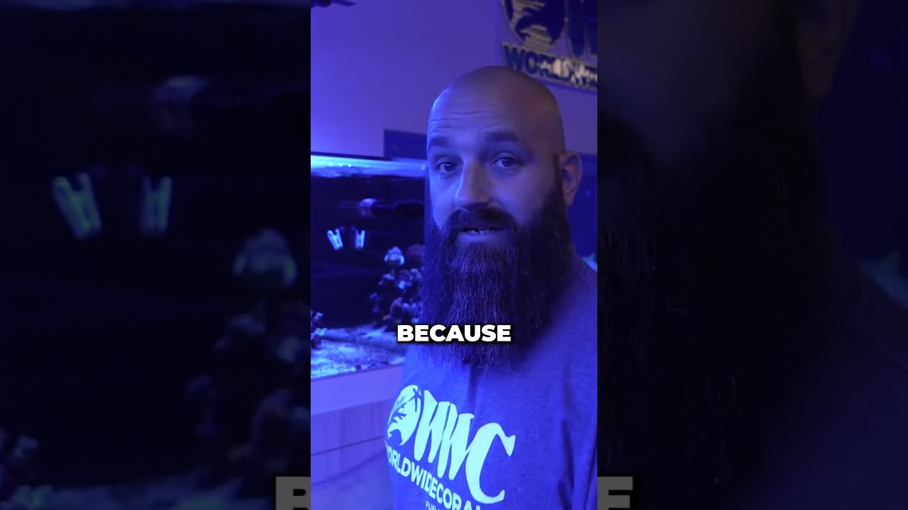 How to know which wave maker is best for your tank