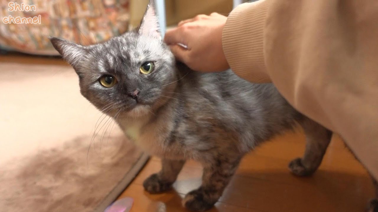 心を閉ざしてしまった猫を初めて撫でてみた結果…【多頭崩壊】