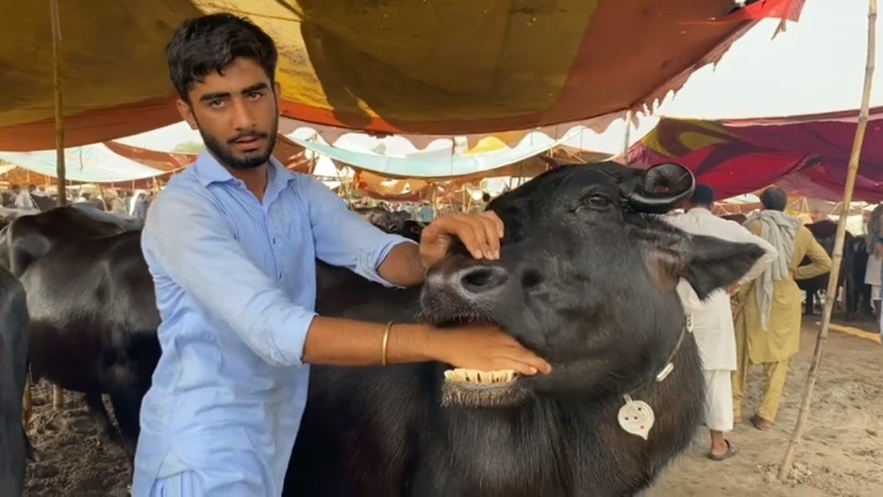 TOP CLASS BUFFLO KUNJHA MANDI GUJRAT LATEST UPDATE UTUBE PAKISTAN 01/10/2022