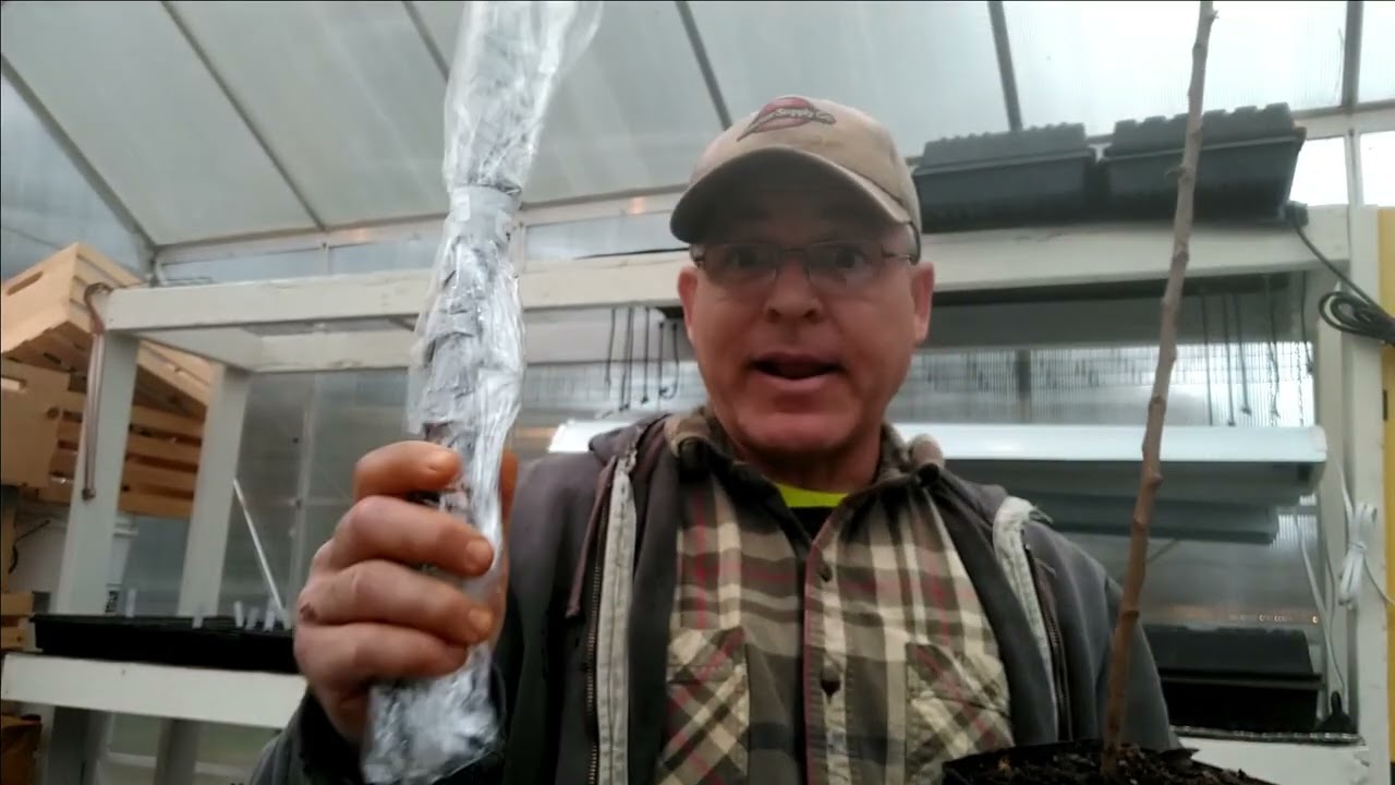 First Grafts Apple Pear (from 2021)