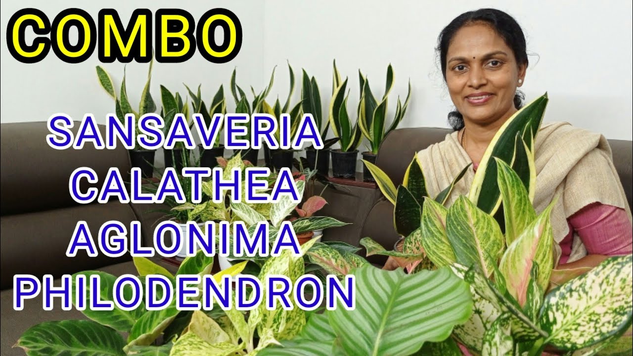 AGLONIMA/&Ccedil;ALATHEA/SANSAVERIA/PHILADENDRON/COMBO OFFER/WHOLE SALE RATE/INDOOR PLANTS/ONLINE SALE
