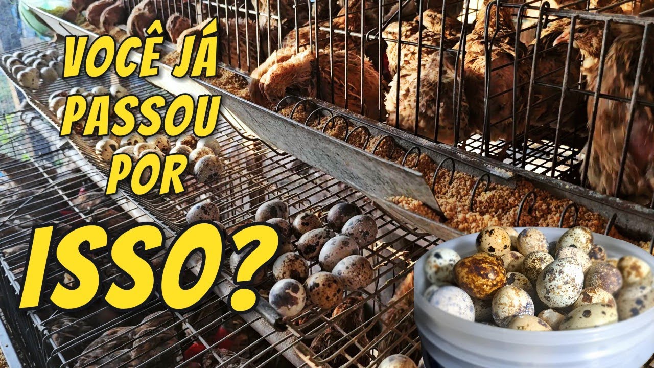 A LUTA DOS PRIMEIROS 45 DIAS NA CRIAÇÃO DE CODORNAS