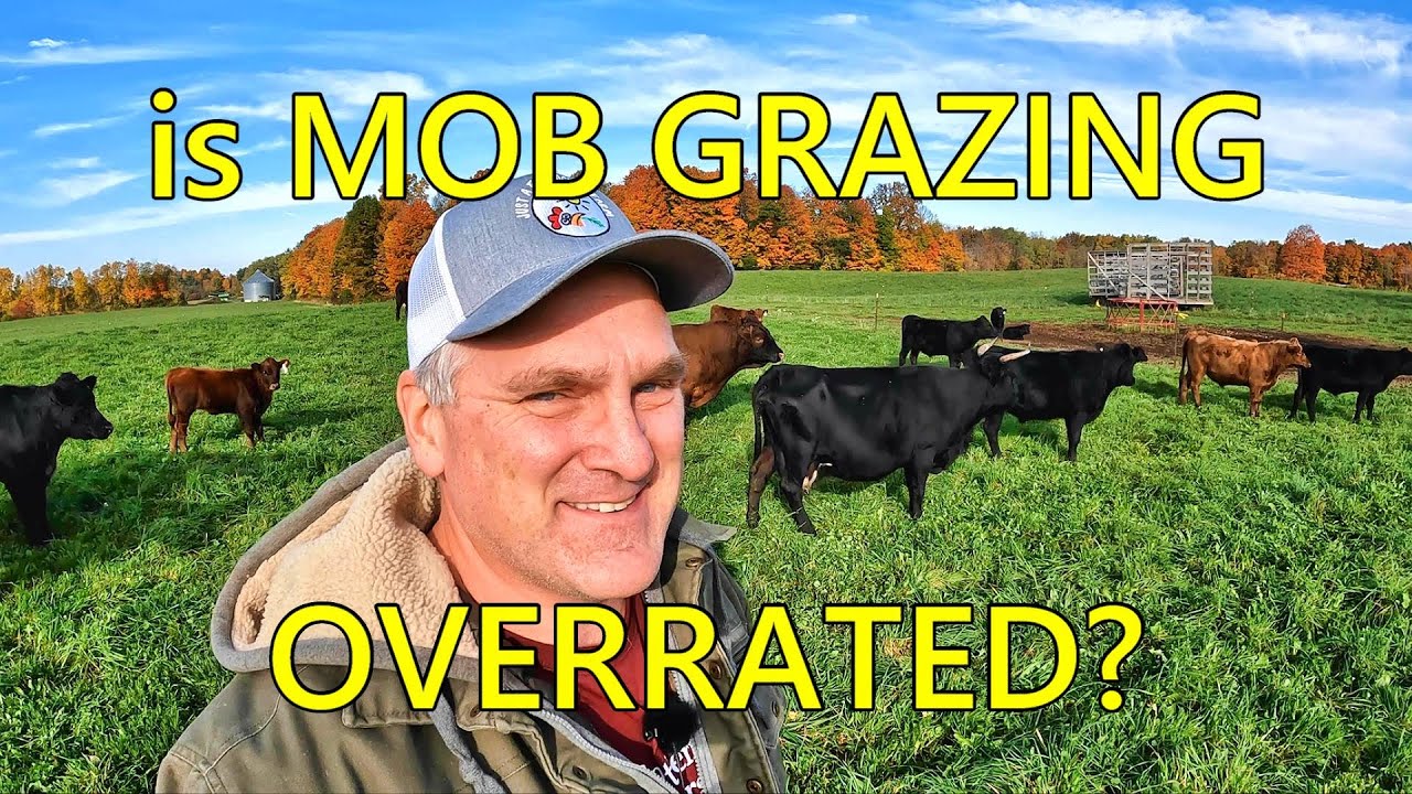 Mob Grazing vs. Open Field Grazing: Our Farm's Experiences