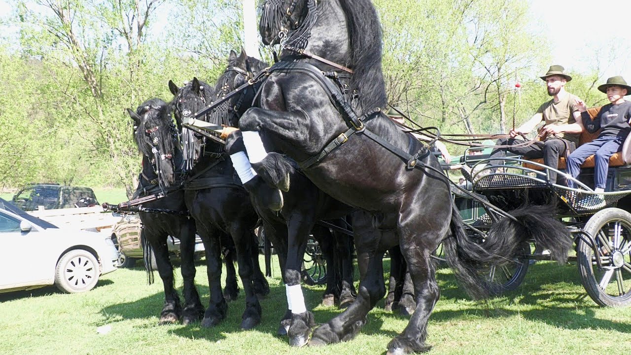 Târg expozițional de cai Gura Putnei-Bucovina 23 Aprilie 2025 ep 6