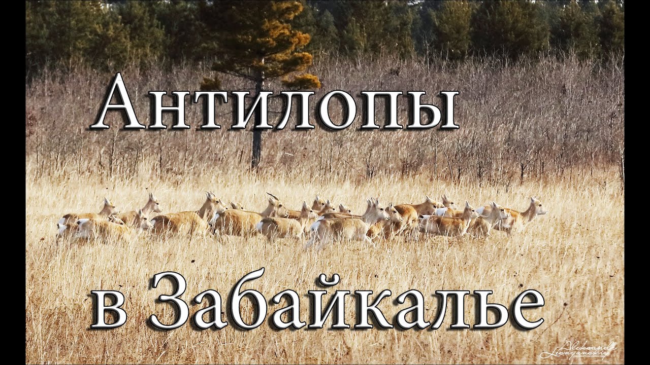 Забайкальский край. ФИЛЬМ про Дзеренов