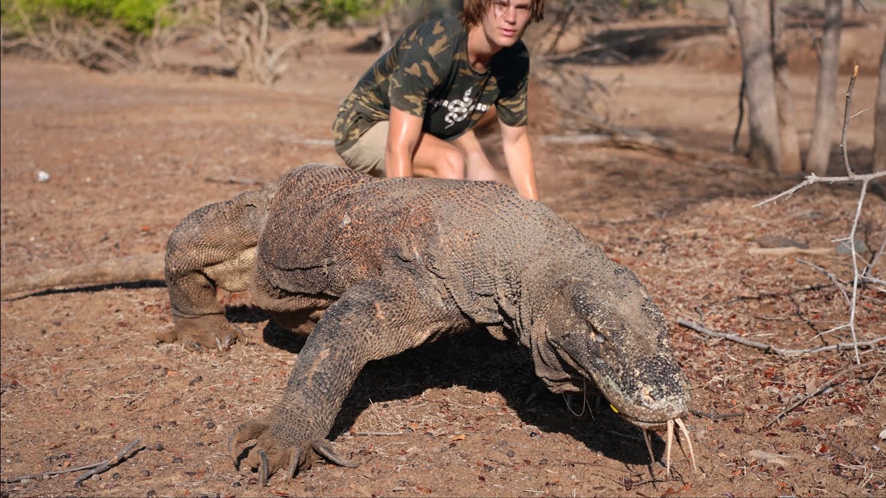 Chased By The Largest Lizard On Earth! (Komodo Dragon)
