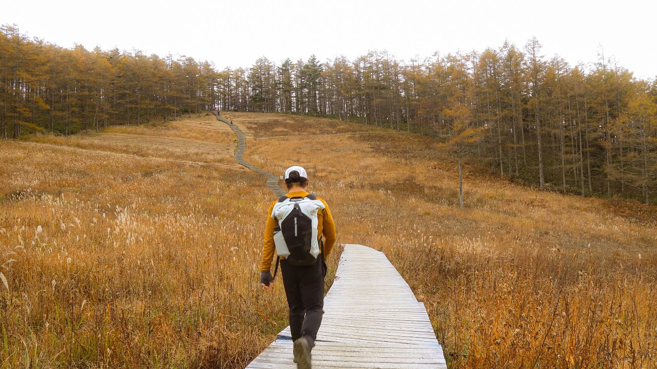 Walking Alone Through a Sea of Gold | Silent Hiking Japan