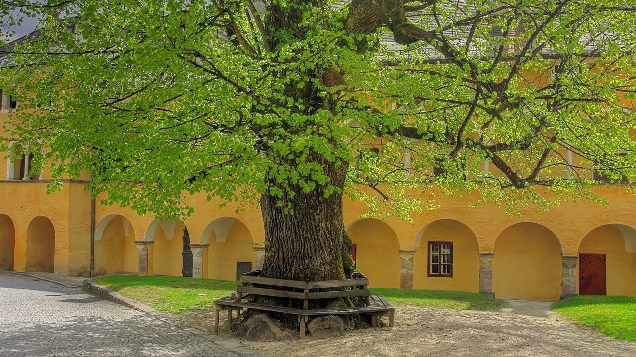 Der Lindenbaum(linden tree: 보리수) - Nana Mouskouri: with Lyrics(German/English/가사번역) || 겨울나그네