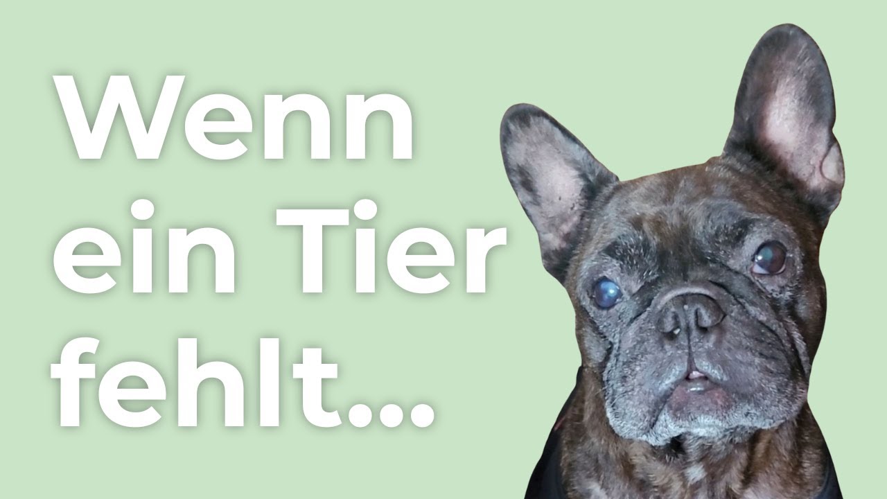 Trauern Hunde & Katzen um verlorene Gefährten?