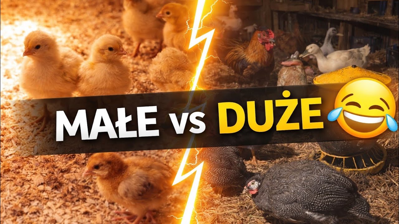 Sprzątam u maluchów... później będzie czas na kawę w kurniku...☺️💪