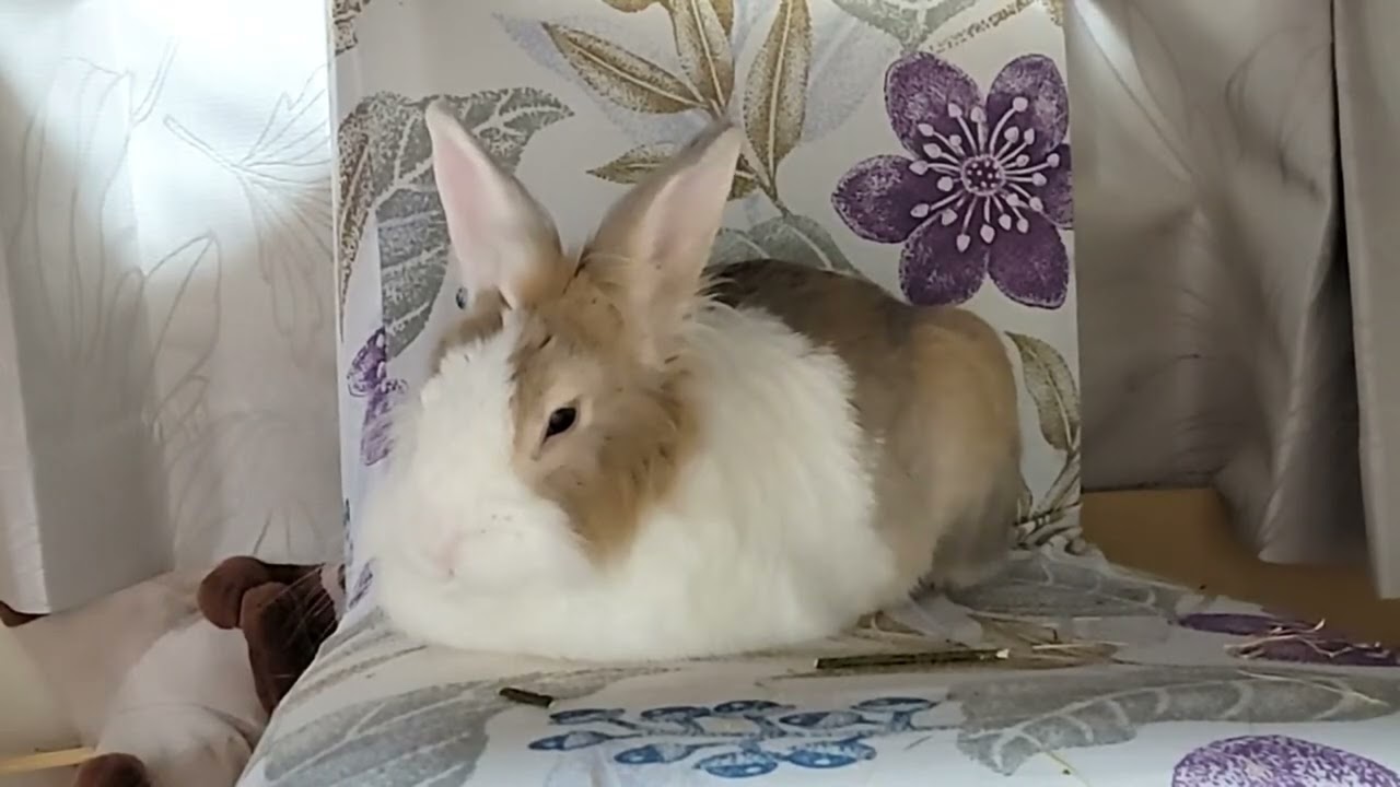 When fluffy rabbit was sleeping in the afternoon! #ふわふわ  #bunny #rabbit #cute #relaxing #かわいい #可愛い 