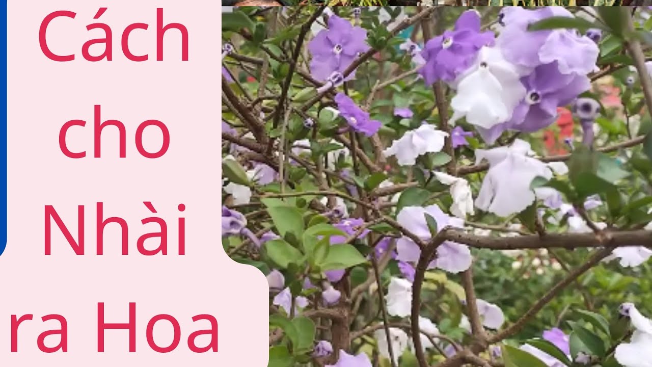 Cách Lam Hoa Nhài Nở Hoa Lý Do Hoa Nhài Không Ra Hoa Cách Để Hoa Nhài Nhật Nở Nhiều Hoa Bón Phân