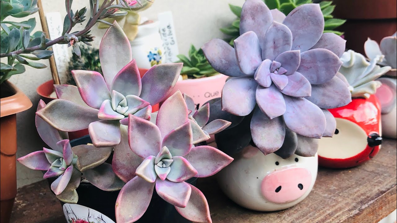 Mostrando o gênero graptopetalum que cultivo no meu lindo jardim de suculentas. Dicas de cultivo.