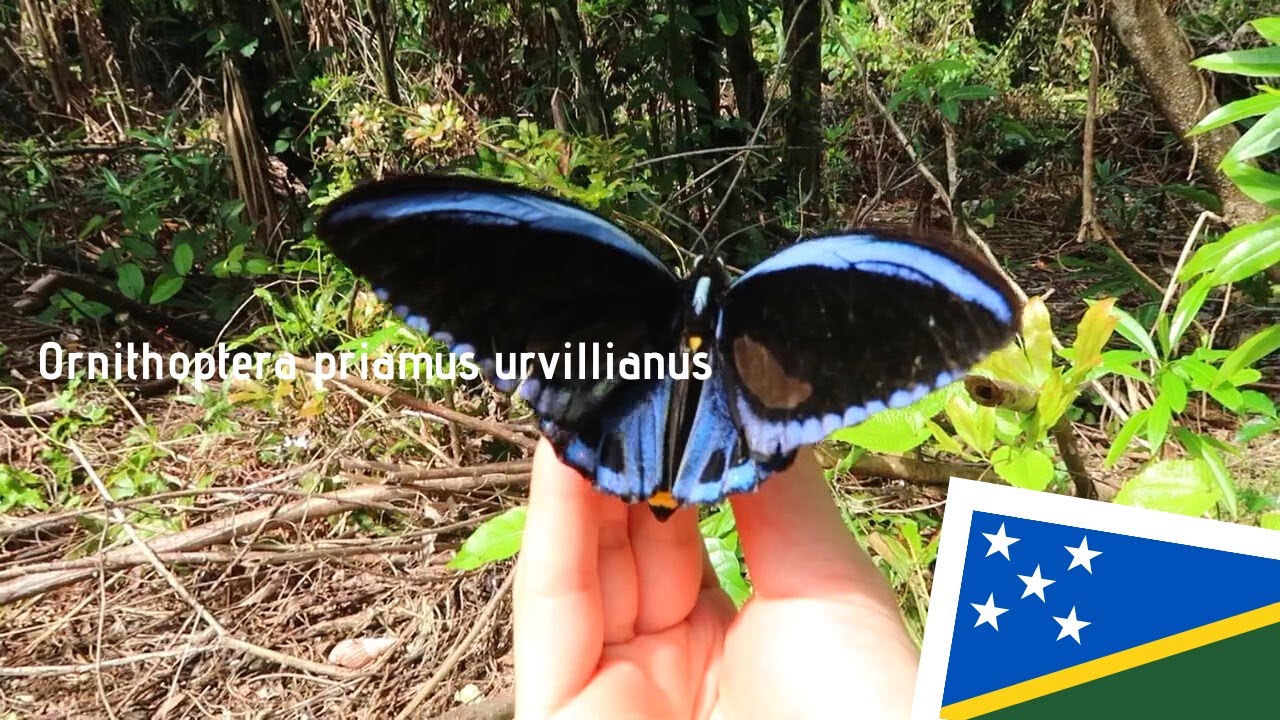 【Solomon Islands🇸🇧】Ornithoptera priamus urvillianusアオメガネトリバネアゲハ