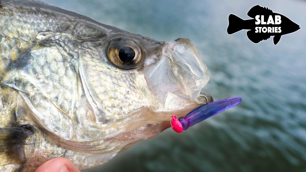 Охота на КРАППИ до нереста с помощью Mule Minnow [Slab Stories]