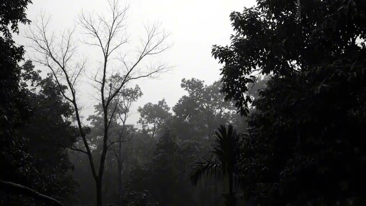 Thunderstorm Rain and Heavy Rainstorm Ambience for Sleeping in Forest