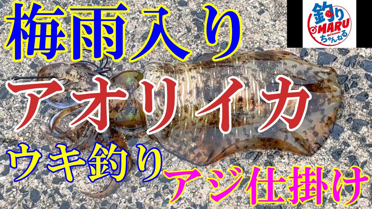 【防波堤】梅雨入り日まさかの爆釣！アオリイカ(ウキ釣りアジ仕掛け)釣行