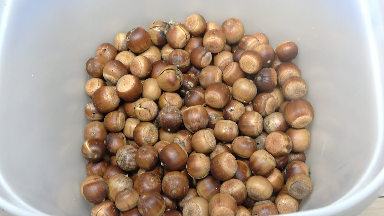 大量に拾ったドングリを放置したら大量の害虫が出てきた…