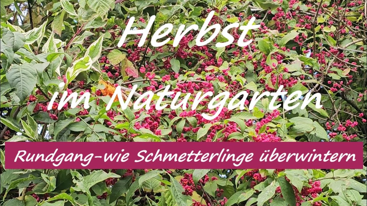Herbst im Naturgarten–Rundgang, Überwinterung unserer Schmetterlinge, nötige Arbeiten