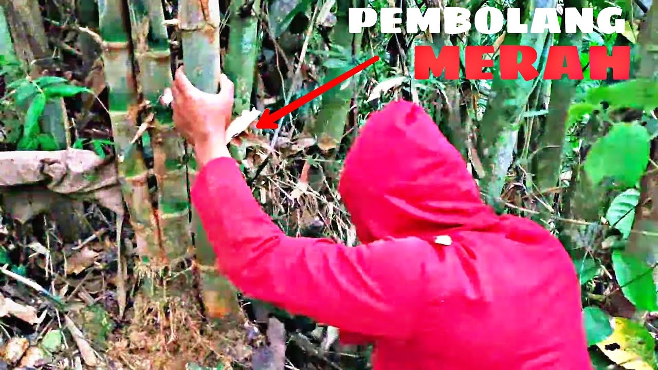 PEMOTONGAN BAMBU UNIK DAMPIT CARANG MANTEN ASLI ALAMI BAMBU JALU DAN SONGGOBUONO