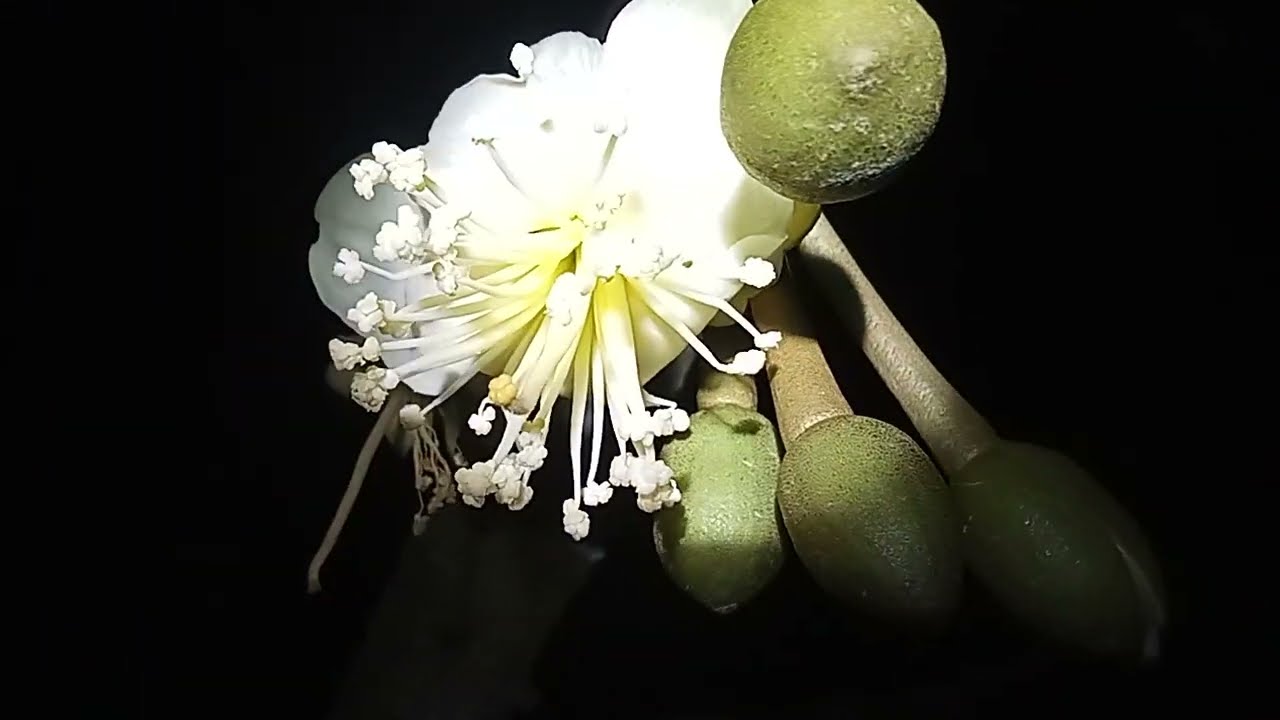 ชมดอกทุเรียนยามค่ำคืน