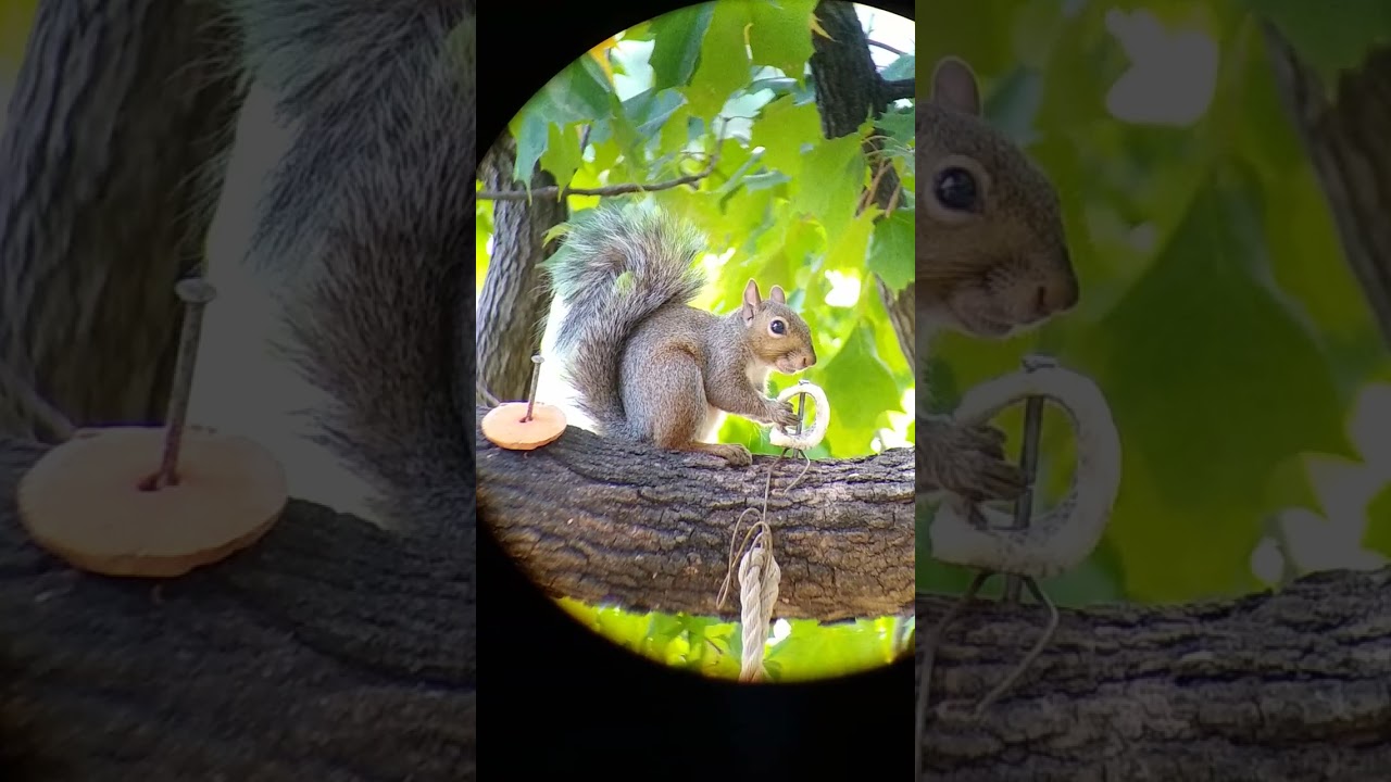 🐿️ squirrels need calcium for strong bones in the fight sickness ....