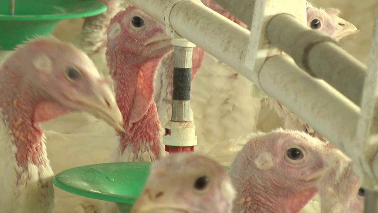 Get to Know the Farmers Raising the 2017 Presidential Flock