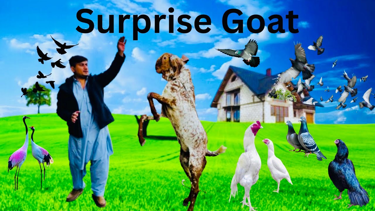 Bakra Aur Bakri Mil Gayi! Full Vlog #bakra #farmhouse #dailyvlog #viral