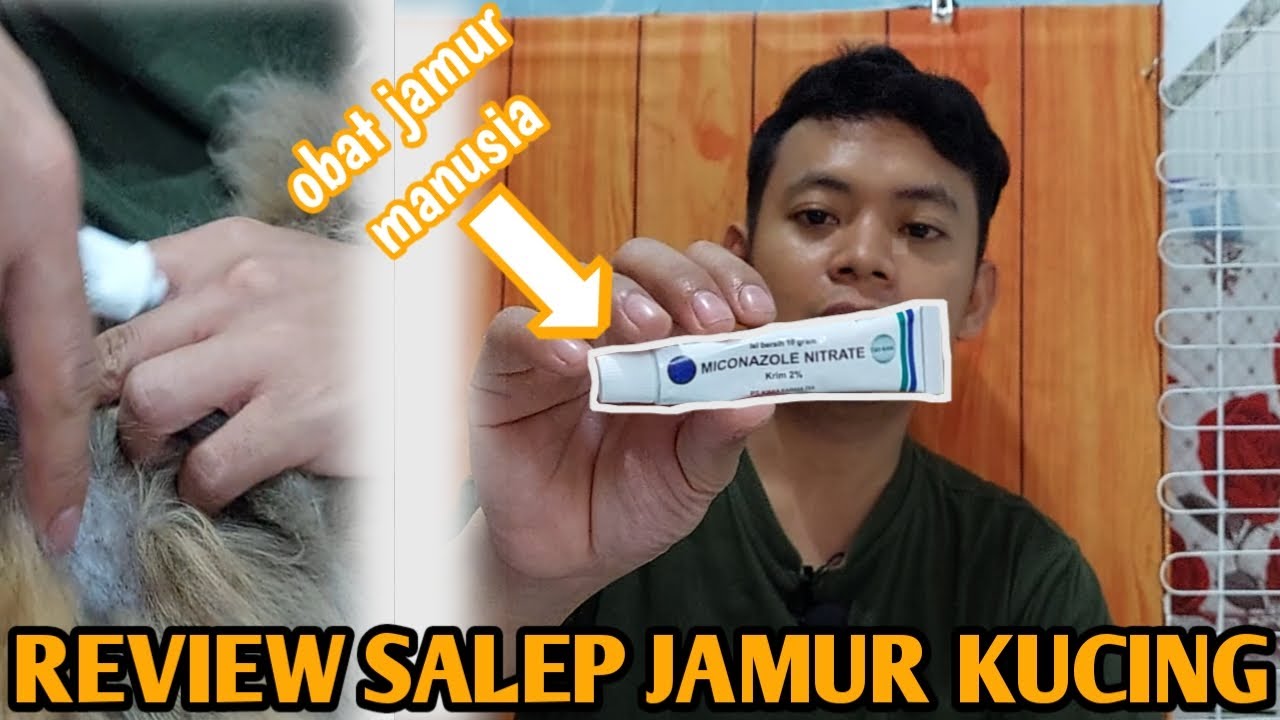 REKOMENDASI DAN REVIEW OBAT JAMUR KUCING PALING AMPUH DAN MURAH ‼️ CEPAT SEMBUH DAN MUDAH DI PAKAI.