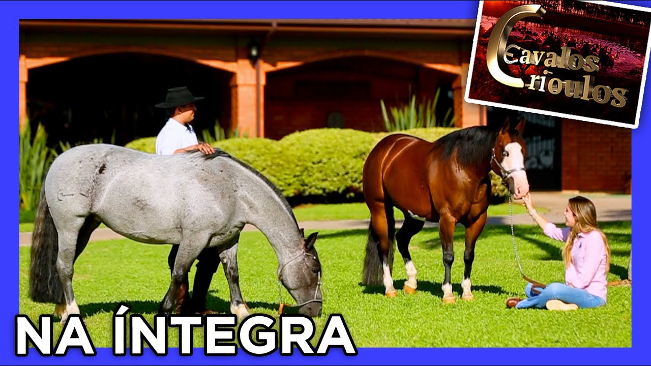 Haras Virg&iacute;nia ber&ccedil;o do cavalo CRIOULO e Quarto de Milha